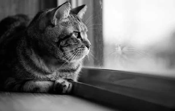 Картинка кошка, кот, взгляд, стекло, отражение, окно, черно-белое