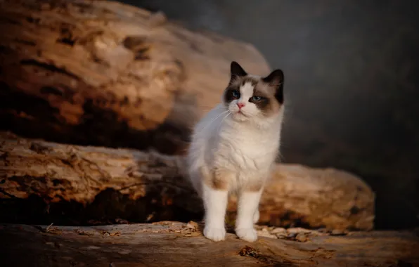 Кошка, кот, взгляд, свет, природа, мордашка, брёвна, боке