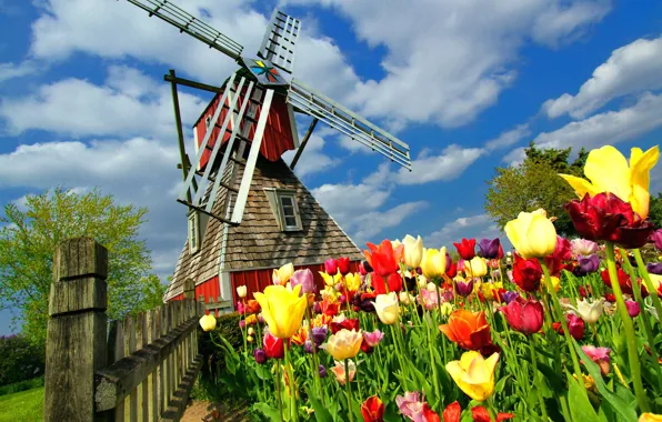 Цветы, тюльпаны, Нидерланды, ветряная мельница
