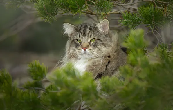 Взгляд, ветки, дикая кошка, сосна, Норвежский лесной кот