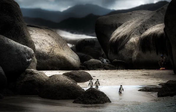 Картинка природа, фон, пингвины