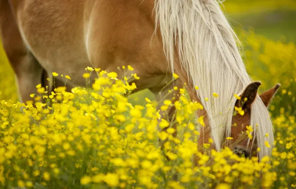 Зелень, поле, животные, солнце, цветы, желтый, фон, конь