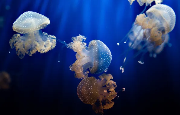 Вода, природа, медузы