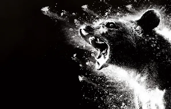 Медведь, пасть, клыки, зверь, постер, черно белая, Bear, Кокаиновый медведь