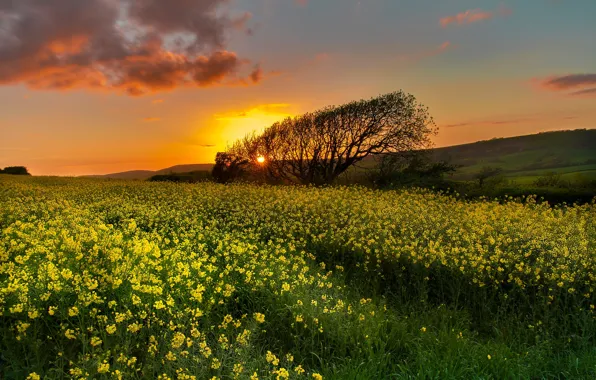 Картинка поле, деревья, закат, Англия, England, рапс, Dorset, Дорсет