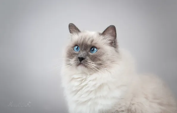 Картинка кошка, взгляд, фон, портрет, мордочка, голубые глаза, фотосессия, Рэгдолл