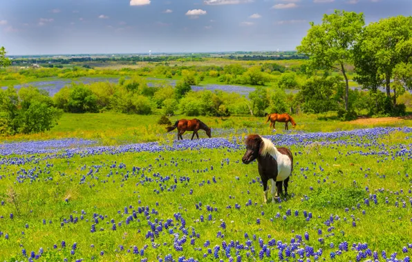 Цветы, природа, кони, лошади, луг, Texas, Техас