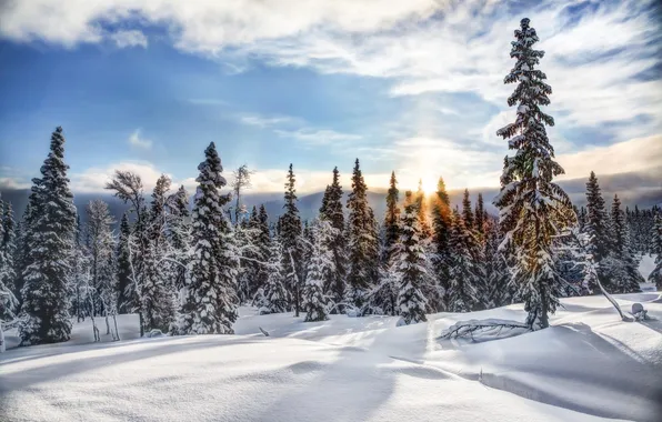 Картинка зима, снег, природа, елки