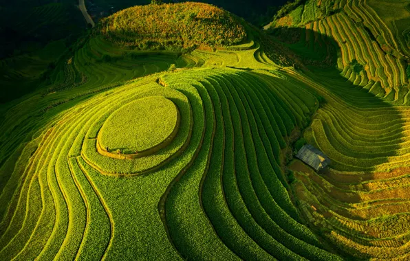 Картинка зелень, поля, долина, террасы, fields, valley, greens, Tuấn Vũ