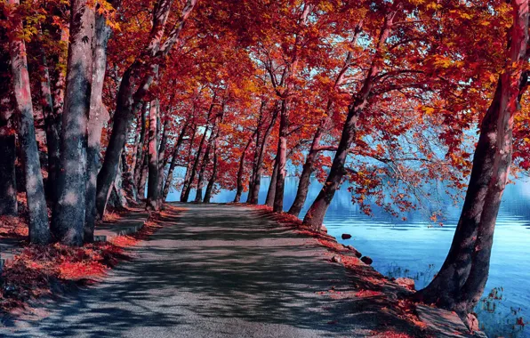Картинка дорога, осень, природа