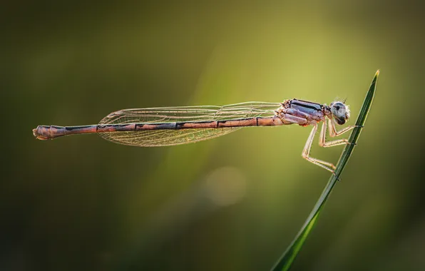 Wings, dragonfly, insect