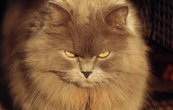 Картинка кошка, кот, взгляд, серый, пушистый