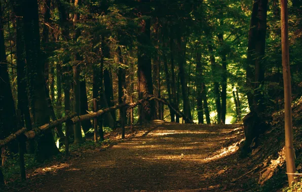 Лес, деревья, парк, тропинка