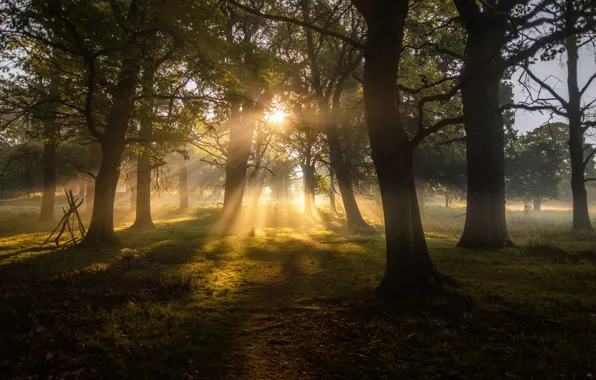 Forest, trees, nature, landscapes, sun, fog, dawn, greenery