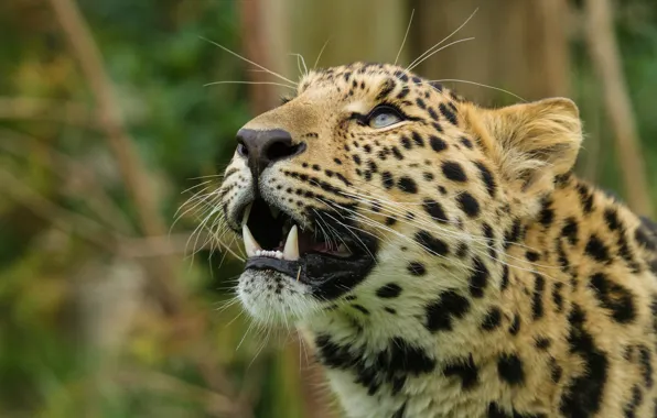 Картинка кошка, взгляд, морда, леопард, амурский леопард