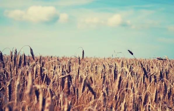 Картинка пшеница, поле, лето, небо, природа, колосья