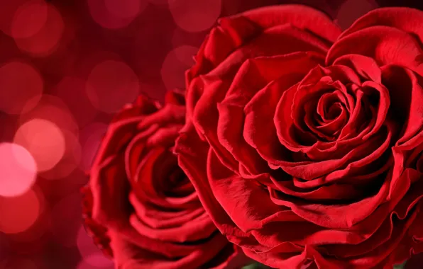 Картинка red, love, flowers, background, romantic, bokeh, valentine's day, roses
