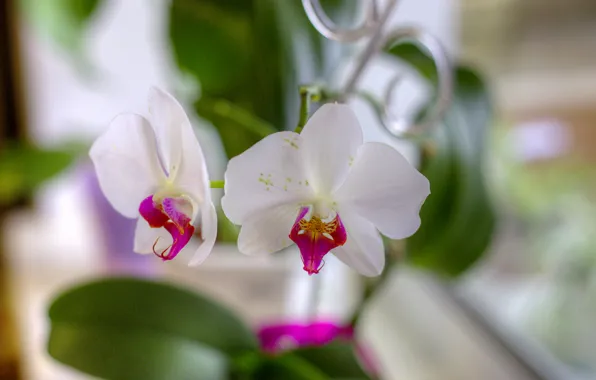 Цветы, лепестки, белые, орхидеи