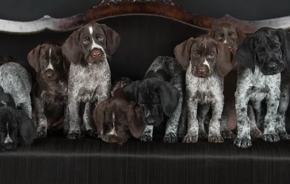 Картинка собаки, щенки, Дратхаар, Немецкая жесткошёрстная легавая