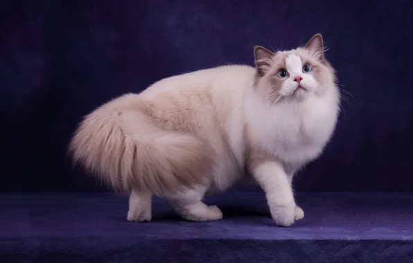 Кошка, кот, взгляд, морда, поза, темный фон, мордочка, белая