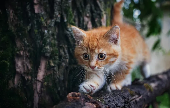 Кошка, взгляд, природа, поза, котенок, дерево, малыш, рыжий