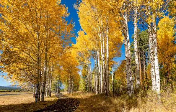 Осень, деревья, парк