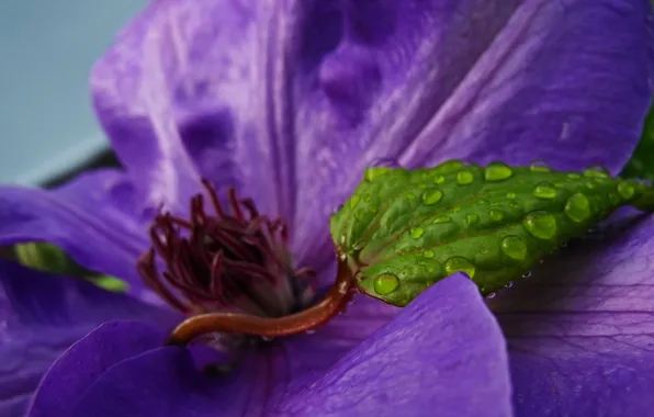 Картинка цветок, капли, лист, Purple and Green