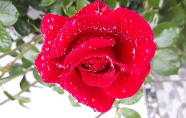 FLOWERS, NATURE, RAIN