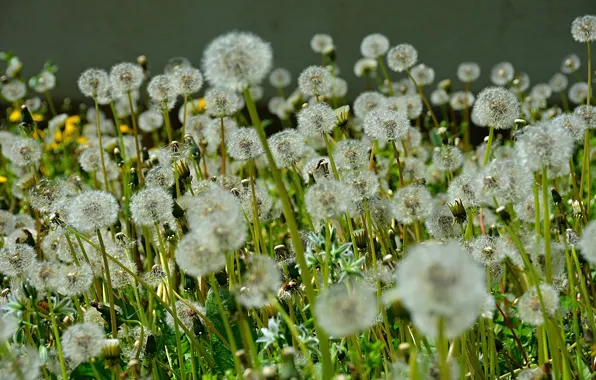 Макро, Одуванчики, Nature, Dandelions