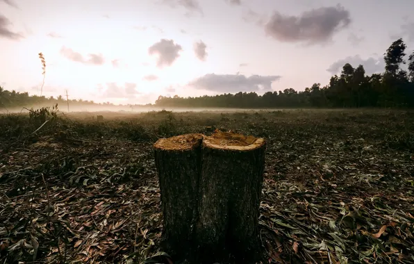 Поле, туман, пень