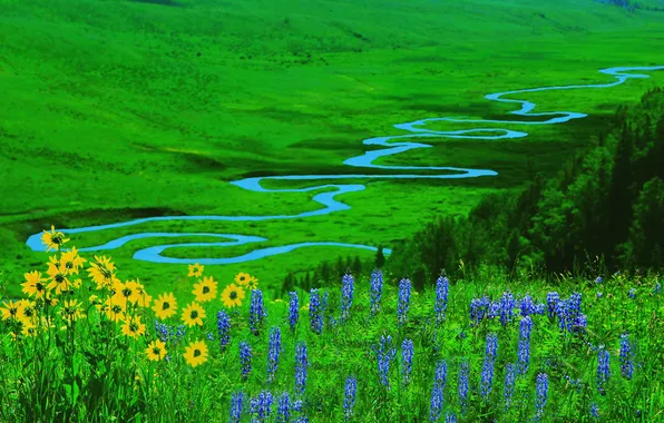 Зелень, поле, лето, цветы, ручей, желтые, кусты, берега