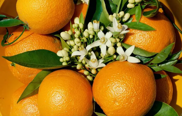 Картинка цветы, апельсин, фрукт