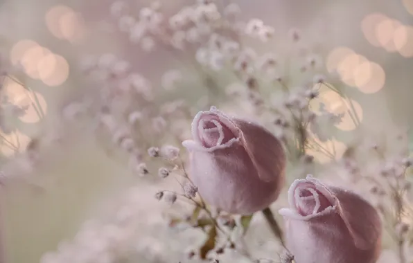 Цветы, фон, розы