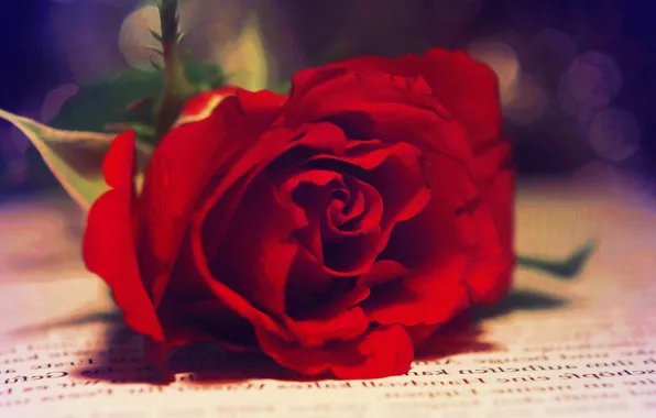 Картинка макро, роза, размытость, книга, красная