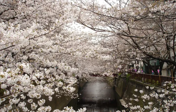 Деревья, цветы, город, весна, Токио, цветение, водный канал