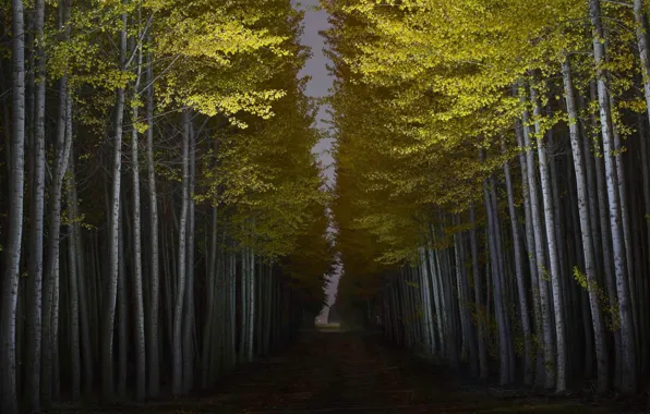 Лес, свет, ночь, Орегон, США, днревья, Boardman Tree Farm, Бордман