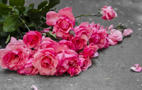 Цветы, розы, розовые, бутоны, pink, flowers, romantic, petals