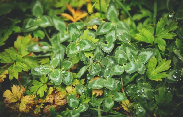 Природа, Растение, Nature, Grass, Green, Autumn, Natural, Drops