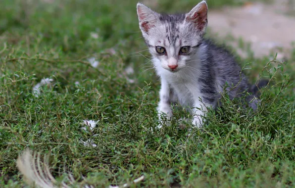 Кошка, лето, трава, взгляд, поза, котенок, перо, малыш