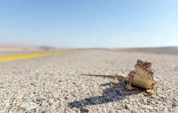 Дорога, lizard, Trapelus pallidus