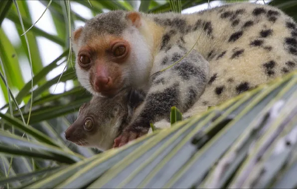 Две, обезьяны, monkey, animals, two, Мадагаскар, Madagascar