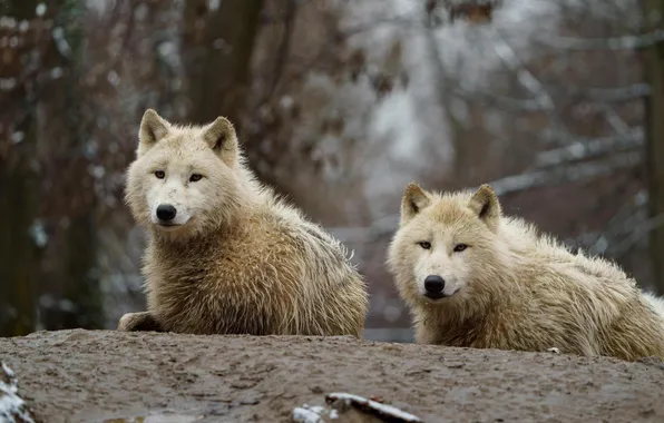 Nature, face, animal, wolf, wildlife, head, fur, mammal