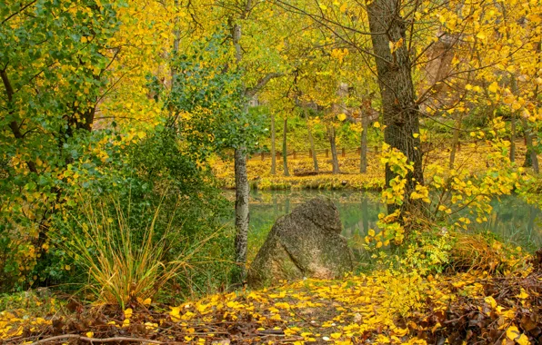 Картинка Осень, Лес, Fall, Листва, Речка, Autumn, Colors, River