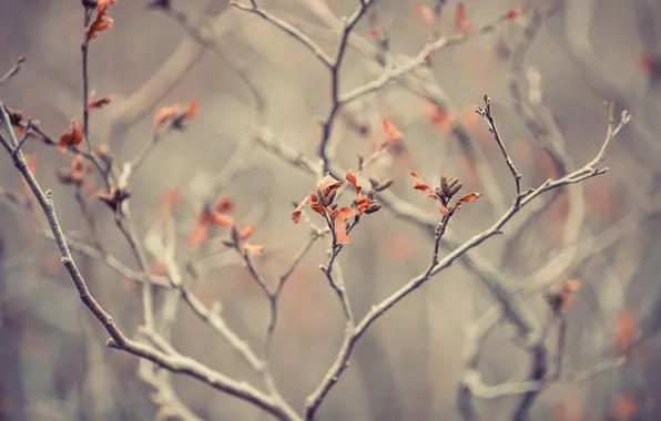 Макро, ветки, природа