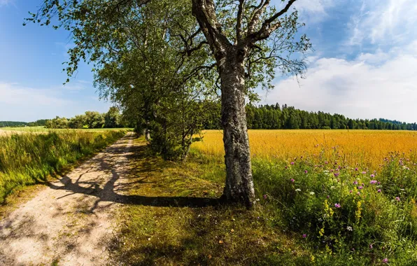 Картинка лето, дорога, деревья