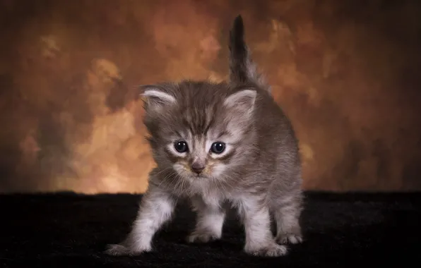 Кошка, взгляд, поза, темный фон, котенок, серый, малыш, мордочка