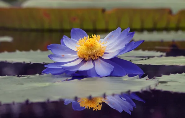 Картинка листья, вода, капли, пруд, отражение, пыльца, голубой, лотос
