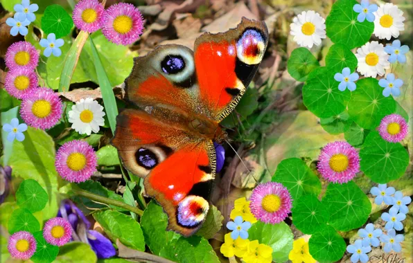 Картинка Макро, Бабочка, Цветочки, Flowers, Butterfly