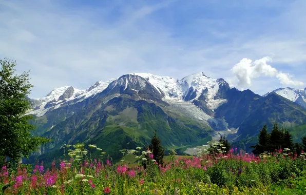 Картинка цветы, горы, природа, Альпы, луг, Alps, Монблан, Mont Blanc