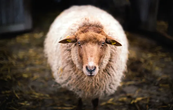 Взгляд, шерсть, овечка